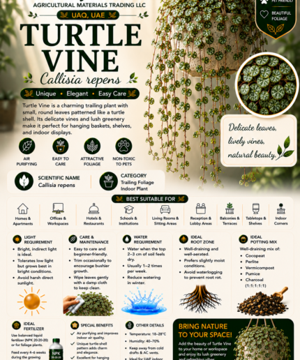 65. Turtle Vine ENG