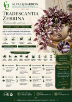 66. Tradescantia Zebrina ENG