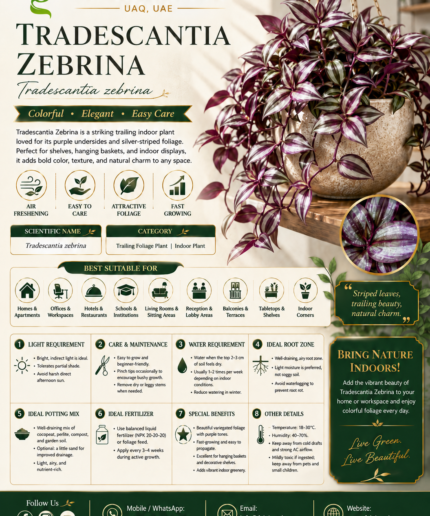 66. Tradescantia Zebrina ENG