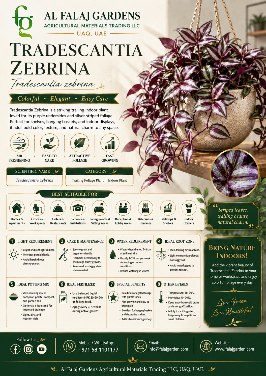 66. Tradescantia Zebrina ENG 66. Tradescantia Zebrina ENG