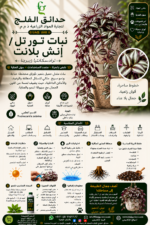 67. Wandering Jew Inch Plant ARABIC