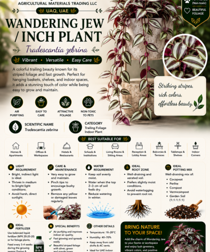 67. Wandering Jew Inch Plant ENG
