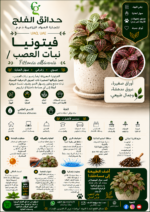 68. Fittonia Nerve Plant ARABIC