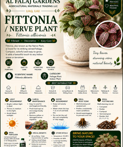 68. Fittonia Nerve Plant Eng