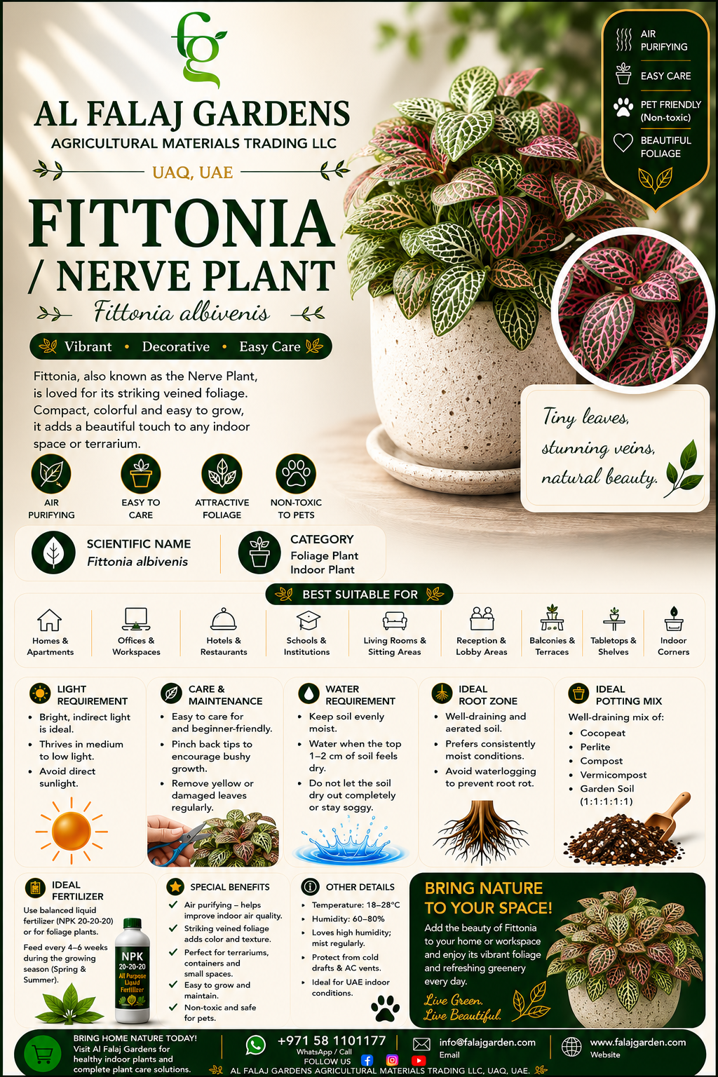 68. Fittonia Nerve Plant Eng 68. Fittonia Nerve Plant Eng