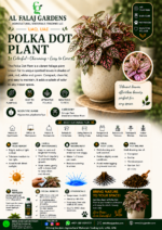 69. Polka Dot Plant eng