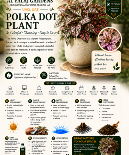 69. Polka Dot Plant eng