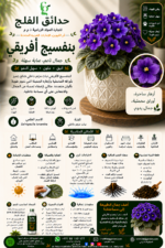 70. African Violet ARABIC