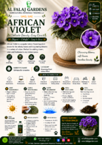 70. African Violet ENG