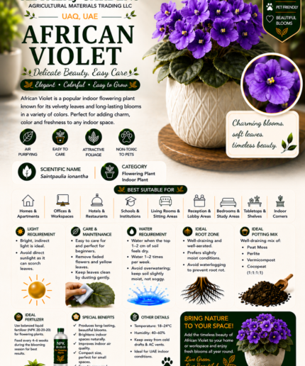 70. African Violet ENG