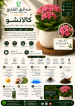 71. Kalanchoe ARABIC