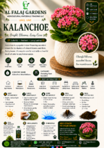 71. Kalanchoe ENGlish
