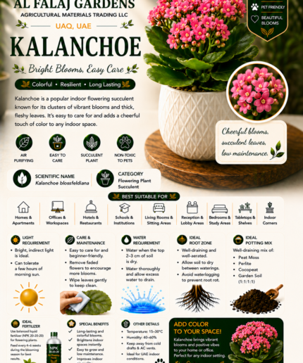 71. Kalanchoe ENGlish