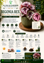 72. Begonia Rex ENG
