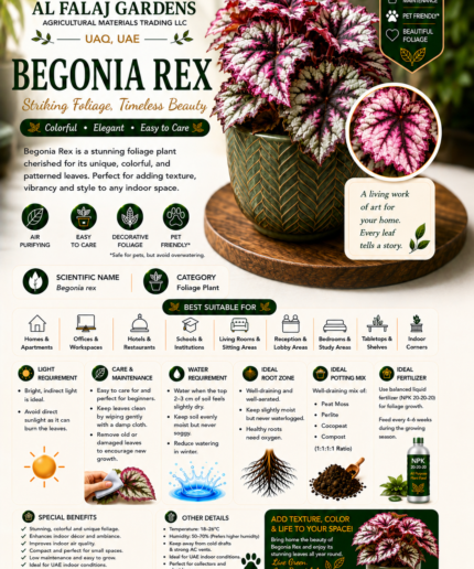 72. Begonia Rex ENG