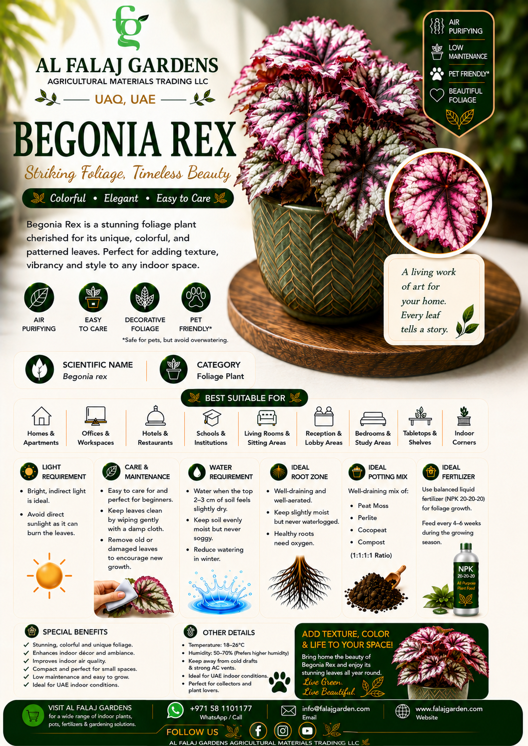 72. Begonia Rex ENG 72. Begonia Rex ENG
