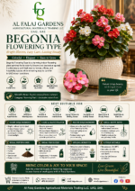 73. Begonia Flowering Type ENG