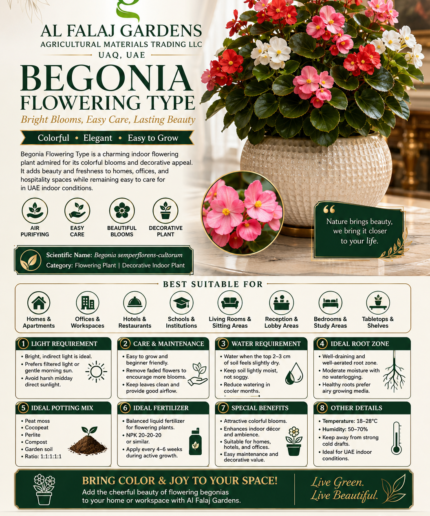 73. Begonia Flowering Type ENG