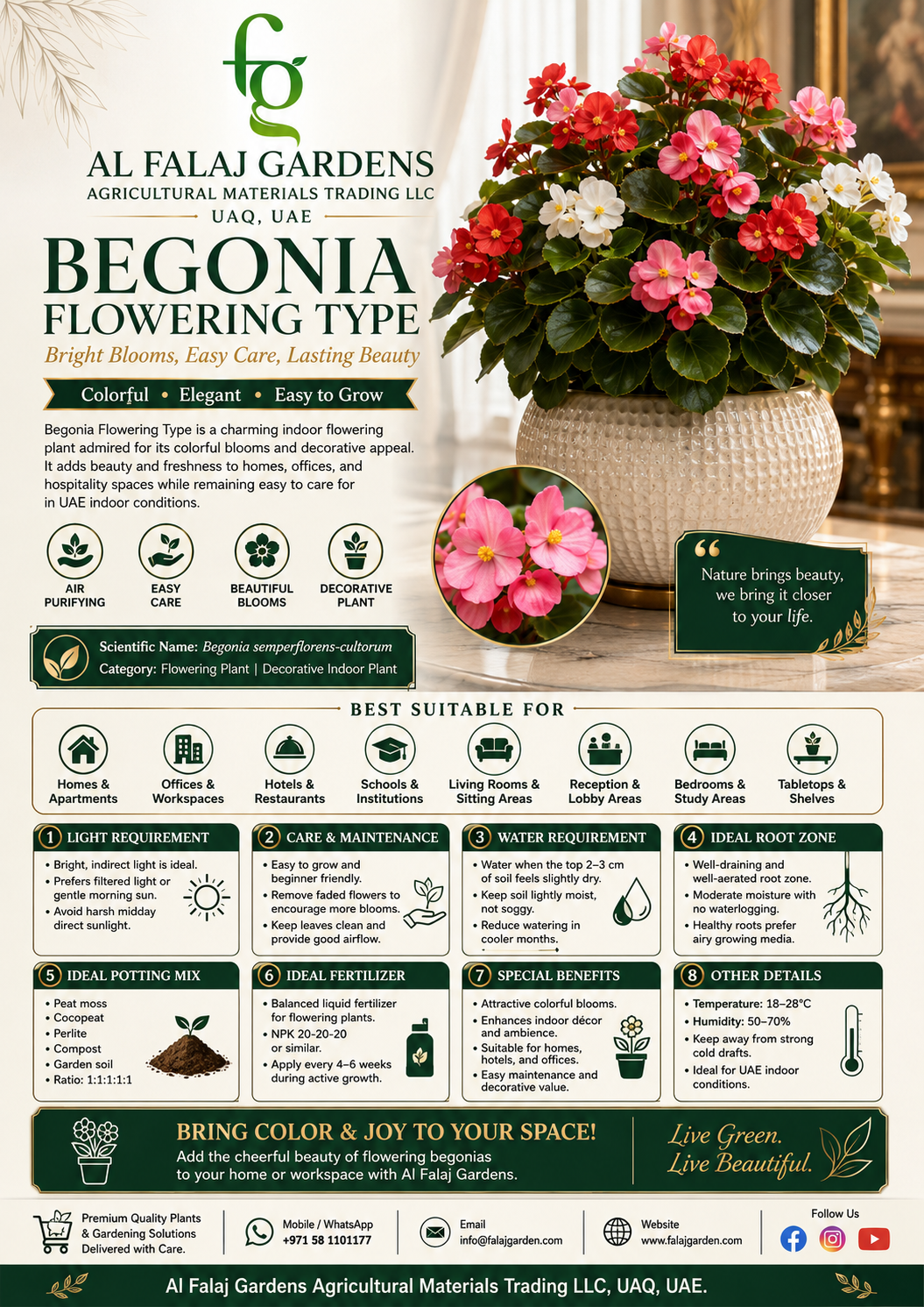 73. Begonia Flowering Type ENG 73. Begonia Flowering Type ENG