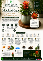 74. Bromeliad ARABIC