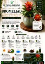 74. Bromeliad Eng