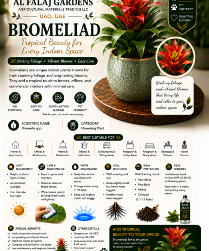 74. Bromeliad Eng