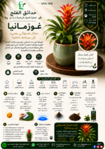75. Guzmania ARABIC