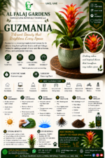 75. Guzmania ENG
