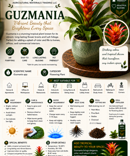 75. Guzmania ENG