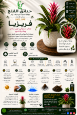 76. Vriesea ARABIC