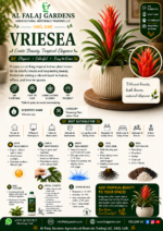 76. Vriesea ENG