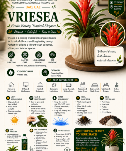 76. Vriesea ENG
