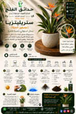 77. Bird of Paradise ARABIC