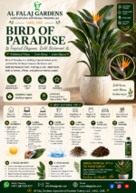 77. Bird of Paradise ENG