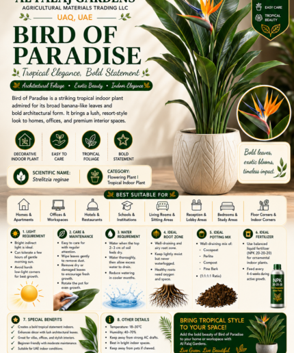 77. Bird of Paradise ENG