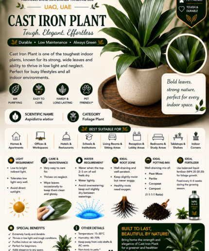 78. Cast Iron Plant ENG