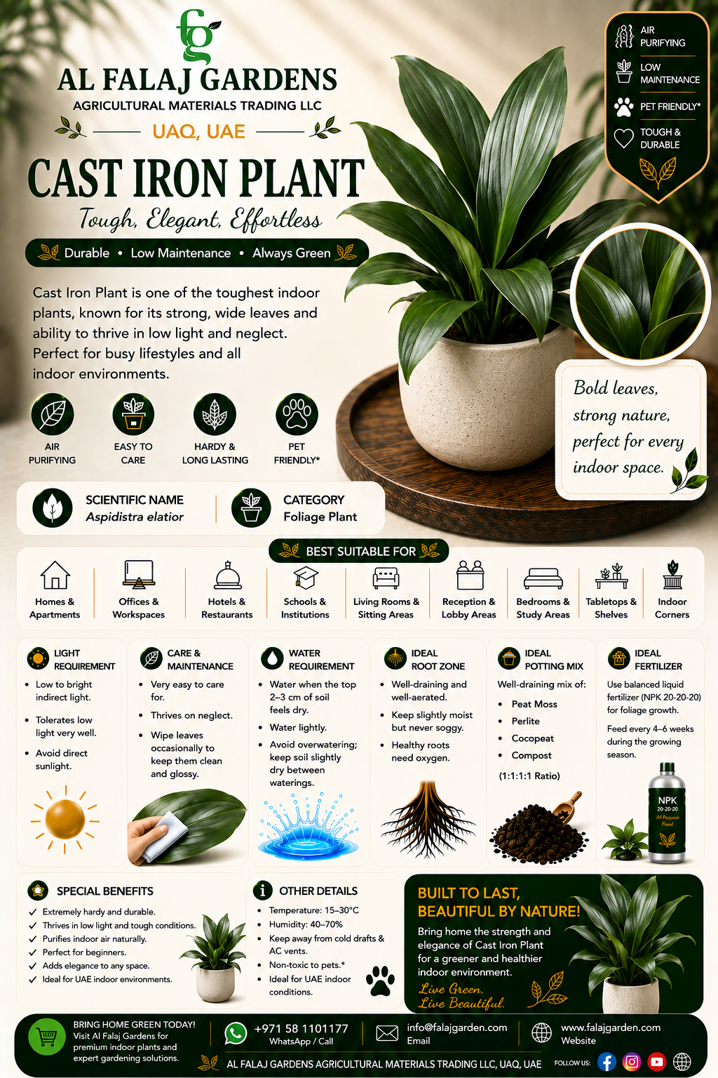 78. Cast Iron Plant ENG 78. Cast Iron Plant ENG