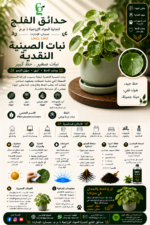 79. Chinese Money Plant ARABIC