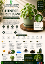 79. Chinese Money Plant ENG