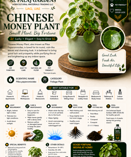 79. Chinese Money Plant ENG