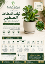 80. Baby Rubber Plant ARABIC