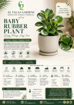 80. Baby Rubber Plant ENG