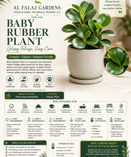 80. Baby Rubber Plant ENG