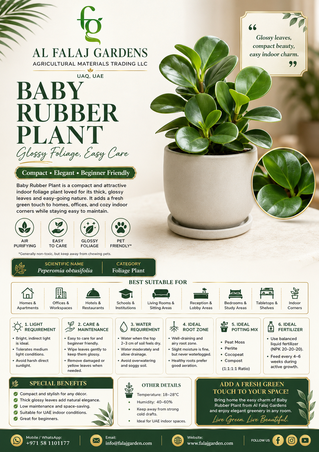 80. Baby Rubber Plant ENG 80. Baby Rubber Plant ENG
