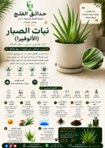 81. Aloe Vera ARABIC