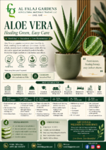 81. Aloe Vera ENG