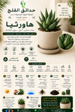 82. Haworthia ARABIC
