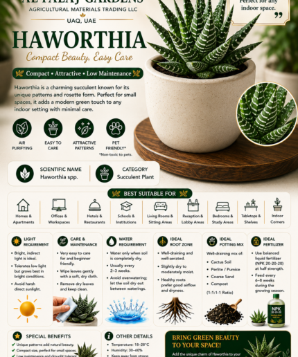 82. Haworthia ENG