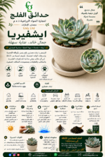 83. Echeveria ARABIC
