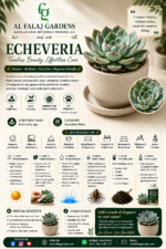 83. Echeveria ENG